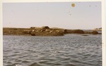 Seals on Island 1.3