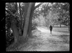 Tots- Don Walks Path In Franklin Park, Dorchester, MAssachusetts by George French
