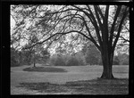 Trees- View Of Park Thru Tree Limbs. Franklin Park, Massachusetts by George French