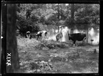 Water- Cows Walk To Water by George French