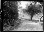 Roads- View Towards Carters Down Road Under Apple Tree by George French