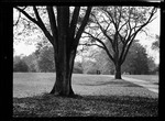 Trees- Willow, Oak, Franklin Park by George French