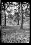 Trees- Oak, Maple, Franklin Park by George French