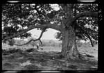 Trees- Large Oak At Trueworthy Pasture by George French