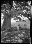 Trees- Large Oak, Boy Trueworthy's by George French