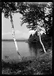Leaning Birch Trees On Shore Of Kezar Lake. "Leaning Birch- Kezar Lake" by George French