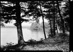 Leaning Birch Trees On Shore Of Kezar Lake. "Leaning Birch- Kezar Lake" by George French