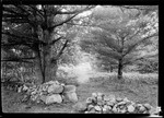 Large Pine Trees And Stone Wall by George French