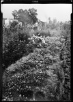 Large Pansy Garden, George French's In, New Jersey by George French