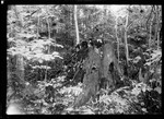 An Old Pine Stump. by George French