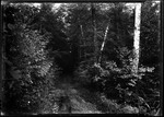 Road Through Woods. by George French