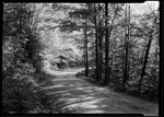 Road Through Woods Between Moultonboro And Tuftonboro. by George French