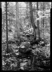 Rocks Strewn Brook In The Forest Of N.H. by George French
