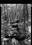 Rocks Strewn Brook In The Forest Of N.H. by George French