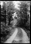 Road Through The Woods by George French