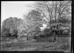 Trees In Backyard Of French's, New Jersey Farm by George French