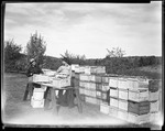 Men Move Boxes Of Apples In An Orchard In Parsonsfield--Frank Fenderson And Son by George French