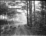 Woods Road, Williams Road In Lovell by George French