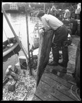 Fishermen Fill Baskets With Fish From Boat Tied Up At Dock, People On Dock, Harbor Behind--Boothbay Harbor by George French