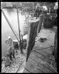 Fishermen Fill Baskets With Fish From Boat Tied Up At Dock, Harbor Behind--Boothbay Harbor by George French