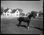 Horse Stands In Large Pen House Behind, Churchill's Horse--Porter by George French