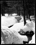 Snow, Young Pines, Brook In Kezar Falls by George French