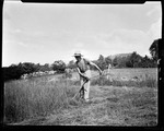 Man Uses Scythe To Cut Hay "Pa Mows At Homestead" In Kezar Falls by George French