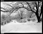 Woods And Trees, Old Road In Snow In New Jersey by George French