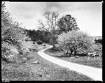 Dirt Road Goes By Apple Trees In Blossom On Trueworthy's Land In Parsonsfield by George French