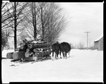 Mule Drawn Log Scoot Being Used To Haul Logs In Parsonsfield by George French