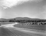 Road Past A Field Where Cows Are Grazing, Mountains Afar In Coplin by George French