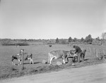 Man Waters Cows From Edge Of Field, Other Cows Further Out, Trees On Horizon In Orono by George French