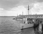 Close Up Of Unloading Of Fish From Commercial Fishing Boat In Rockland by George French