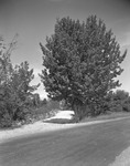 Road Through To 'french' Homestead, Other Road Goes By, Trees On Corner In Kezar Falls by George French