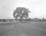 Rural Road, House On Right, Pretty Tree Center, People Below Tree, Farm Far Left In Thorndike by George French