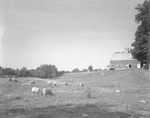 Many Sheep In Field, Hill Leads To Barn On Top Right In Monmouth by George French