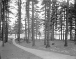 View Through Large Pines At Farringtons Grove In Lovell by George French