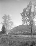 View From Field Between Trees Towards Mountain In Brownfield by George French