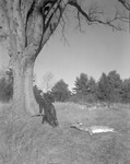 Robert Harmon Drags Deer Towards Big Tree In Parsonsfield by George French
