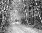 Ernst Birch Road--Jaffrey, New Hampshire by George French