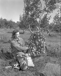 Girl Shows New Graft On Apple Tree, Branches Filled With Apples In Parsonsfield by George French