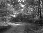 Road Through Woods Near Little Sebago by George French