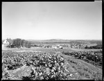 Long View Of Farm Buildings And Flat Land Beyond From Middle Of Broccoli Field--Mapleton by George French