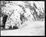 "Snow Bough" Heavy Snow Resting On Branch Of A Pine Tree Overhanging A Road In Kezar Falls by George French