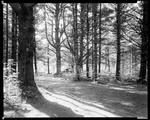 "Lord's View, Grove" 1of 3 Road Through Grove Of Trees by George French