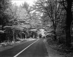 Blacktop Highway Through Forest Near Hiram by French George