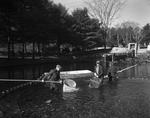 Workers Netting Fish At A Hatchery In Raymond by French George