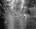 Man Standing In Stream Reeling In Fish by French George