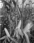 Corn Stalks--Fryeburg by French George