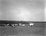 Small Herd Of Cattle In Field In Damariscotta by French George
